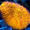 Herpolitha limax LPS 