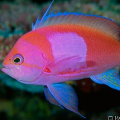 pseudanthias pleurotaenia macho