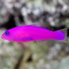 pseudochromis porphyreus