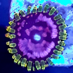 Purple monster Zoa (el pólipo)