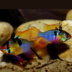 ramirezi german blue high body 3.5 cm
