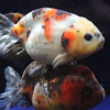 ranchu calico imporatdo 7cm