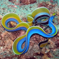 rhinomuraena quaesita azul