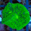 Ricordea Florida ultra green