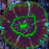Scolymia Australis green ufo