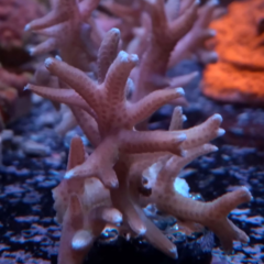 Seriatopora hystrix pink frag (sps)