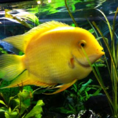 severum gold 3 cm