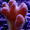 Styllophora latustellata pink
