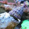 Tectus fenestratus