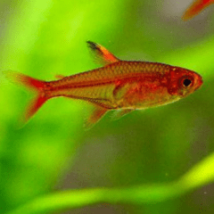 tetra ember 