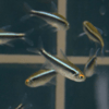 tetra neon negro