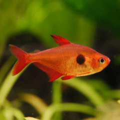 tetra red phantom