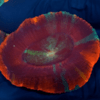 Trachyphyllia sp (s)