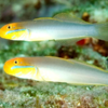 valenciennea stigata