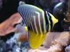 Zebrasoma veliferum 8cm