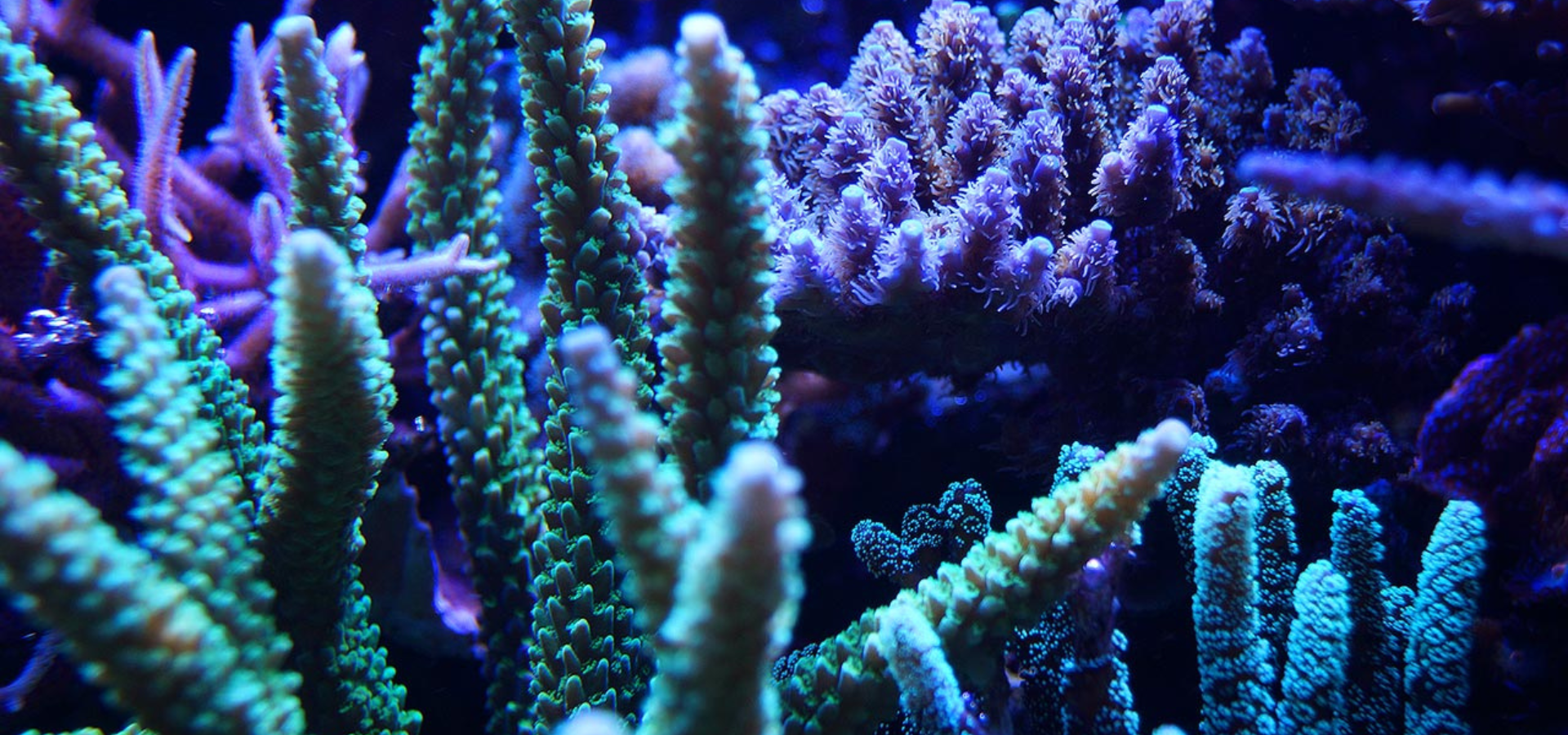 Imagen del carrusel Acuario Atlántida