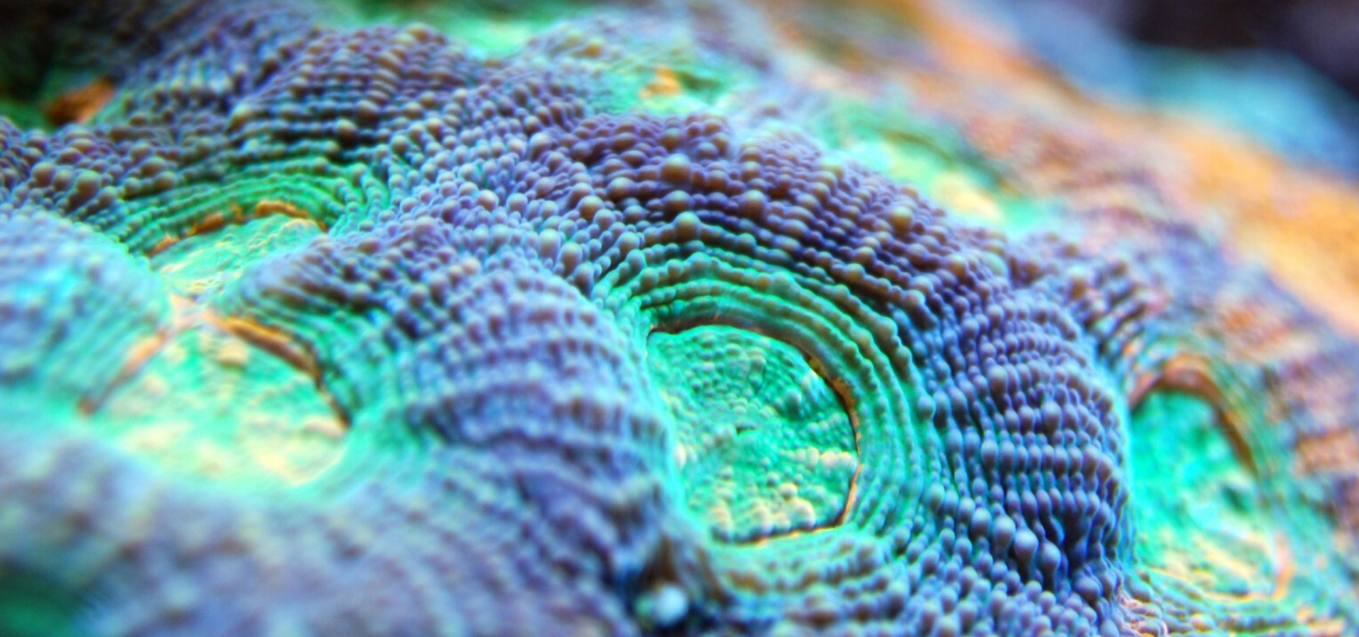 Imagen del carrusel Acuario Atlántida