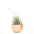 Maceta Alfie S - comprar online