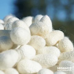 Capullos de Seda Seleccionados x2kg - comprar online