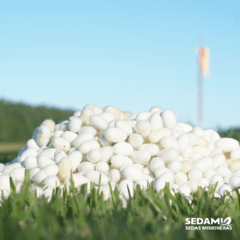 Capullos de Seda Seleccionados x1,5 Kg en internet