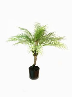 Planta Areca 85cm