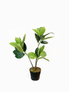 Planta Gomero 80cm