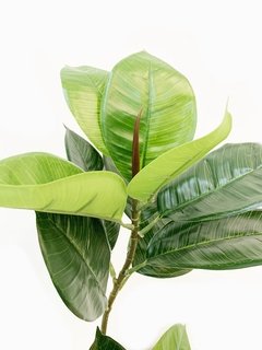 Planta Gomero 80cm - comprar online