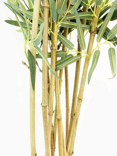 Planta Caña 170cm - comprar online