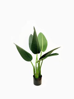 Planta Banano 80cm