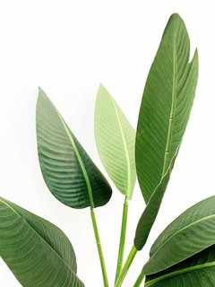 Planta Banano 80cm - comprar online