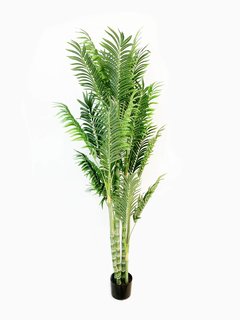 Planta Caña 170cm