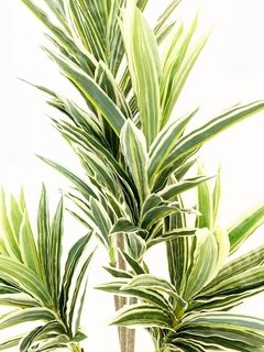 Planta Dracena 100cm - comprar online