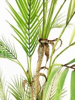 Planta Areca 130cm - comprar online