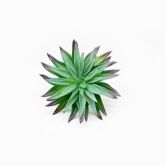 Suculenta Chica 13cm