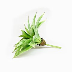 Suculenta Grande 26cm - comprar online