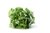 Lechuga Mantecosa "La Choza" x 500 gr