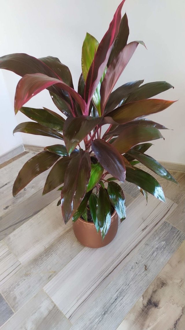 Dracena Rubra - Comprar en DecoPlantin