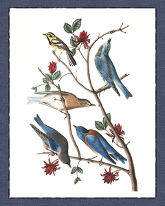 Natulareza Vintage - comprar online