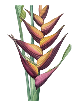 Frutos