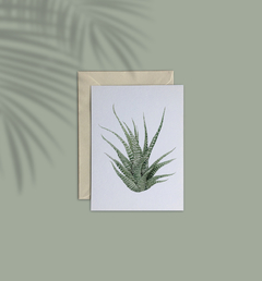 Cartão Zebra Haworthia