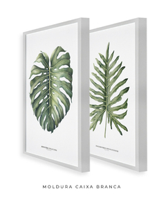 Quadro Decorativo Philodendron Guaimbé + Monstera - Flowersjuls - Quadros decorativos botânicos | Aquarelas autorais