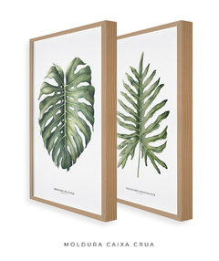 Imagem do Quadro Decorativo Philodendron Guaimbé + Monstera