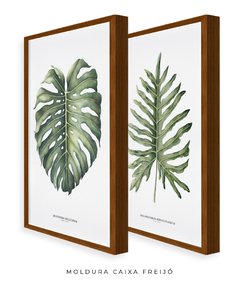 Quadro Decorativo Philodendron Guaimbé + Monstera - comprar online
