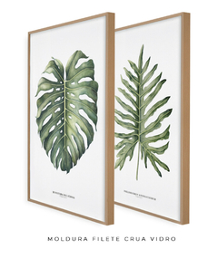 Quadro Decorativo Philodendron Guaimbé + Monstera - comprar online