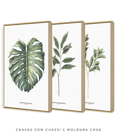 Trio Quadro Decorativo Galho Gardênia + Monstera + Oliveira - comprar online