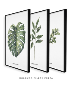 Trio Quadro Decorativo Galho Gardênia + Monstera + Oliveira