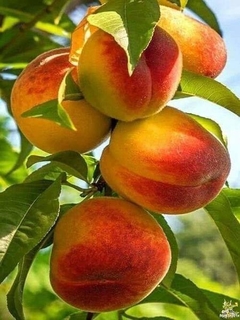 Fragancia Durazno