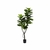 Ficus Pandurata
