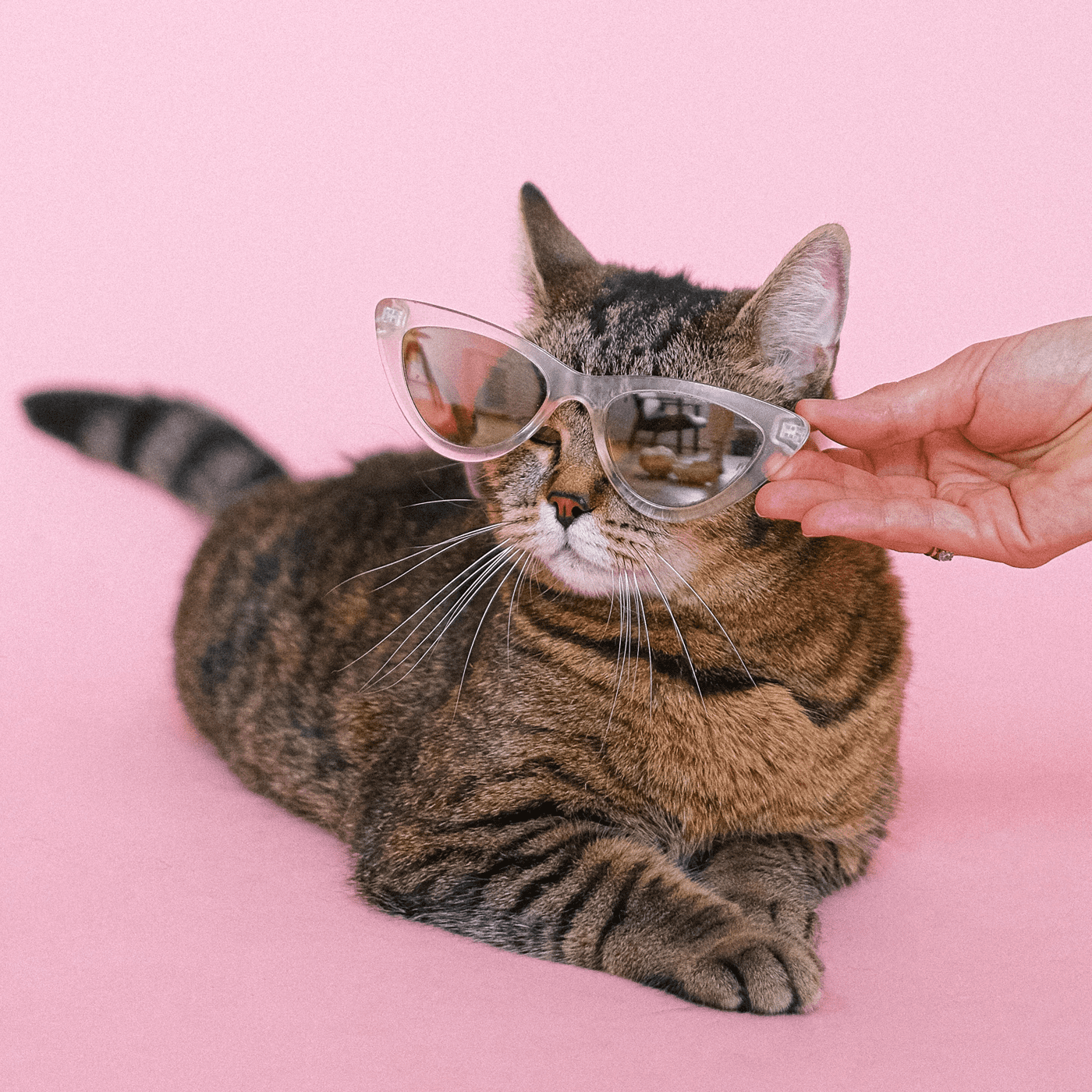 Gatitos