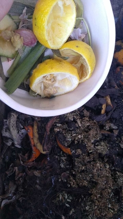 Mini compost en internet